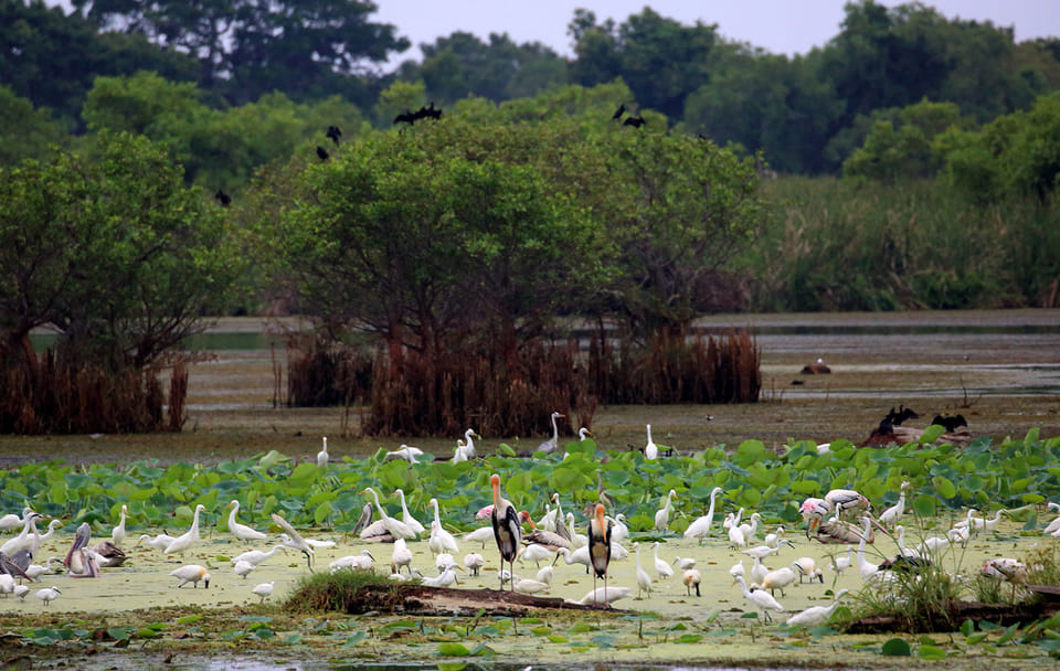 Three-Day Safari Adventure in Tissamaharama, Sri Lanka