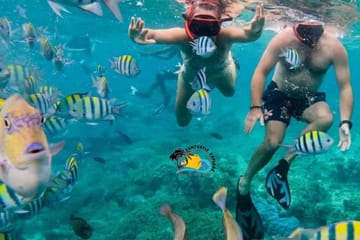 Dolphin Watching and Snorkeling Tour at Mnemba Island, Zanzibar
