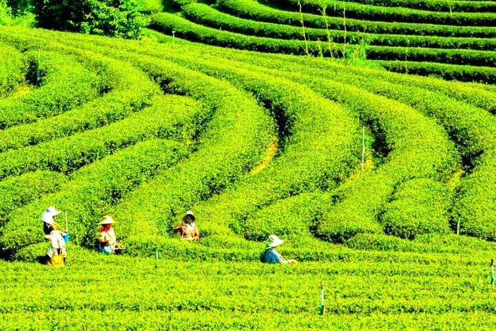 Lankaran_tea plantation_Lenkeran_cay_plantasiyasi