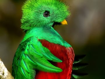 Quetzal Season Birdwatching Tour in Curicancha Cloud Forest