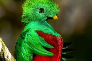 Quetzal Season Birdwatching Tour in Curicancha Cloud Forest