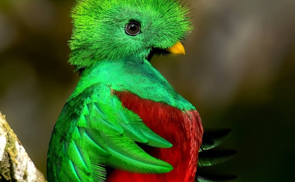 Birdwatching Tour in Curicancha Cloud Forest, Costa Rica