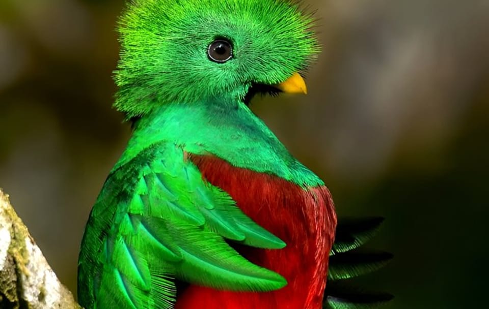 Birdwatching Tour in Curicancha Cloud Forest, Costa Rica