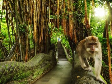 Guided Tour and Skip-the-Line Ticket to Ubud Monkey Forest