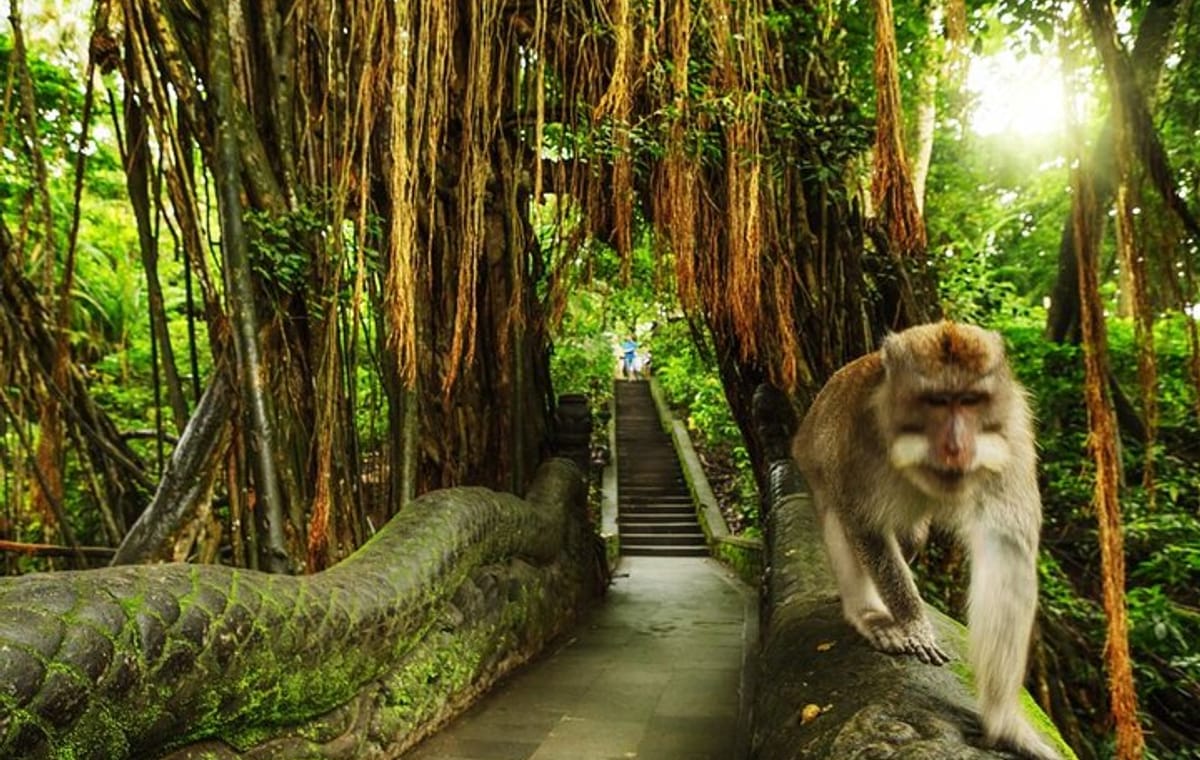 Ubud Skip the line Monkey Forest Sanctuary Ticket and Guided Tour