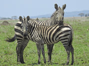 From Arusha: Day Trip to Lake Manyara National Park 7