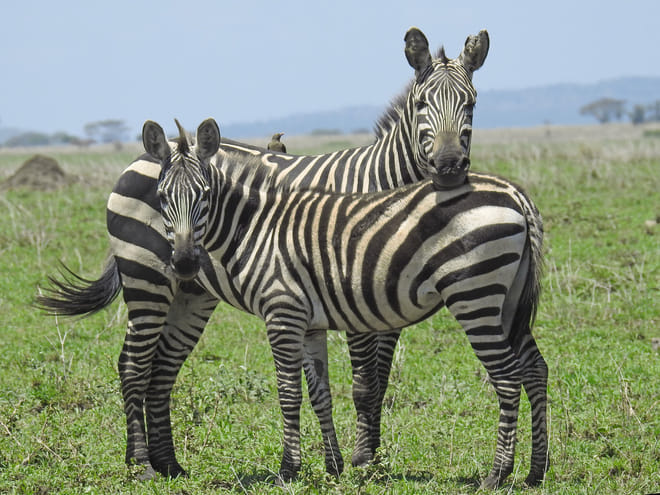 From Arusha: Day Trip to Lake Manyara National Park 7