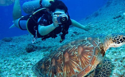 Scuba Diving Adventure in Bodrum with Lunch and Transfers