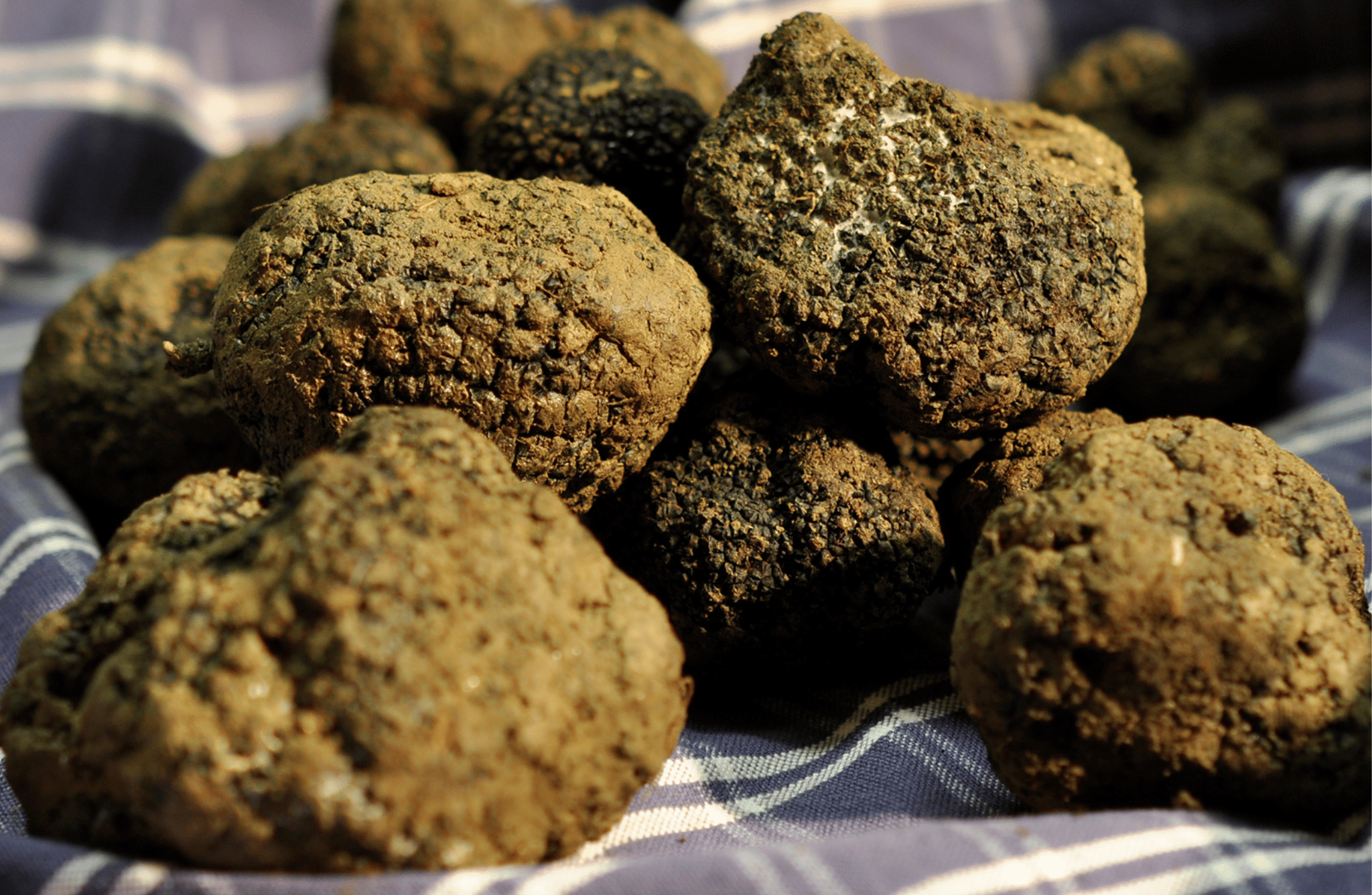 Perugia: Truffle Tasting & Museum Tour in Umbria