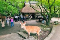 Nara Half Day Trip Walking Tour (Private Option Available) 4