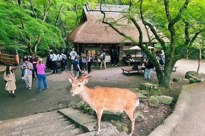 Nara Half Day Trip Walking Tour (Private Option Available) photo 4