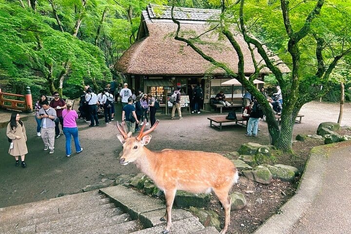 Nara Half Day Trip Walking Tour (Private Option Available) 4