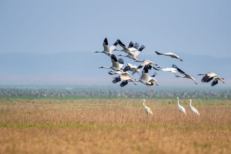 Private Tour to Javakheti National Park: Birdwatching at Stunning Lakes