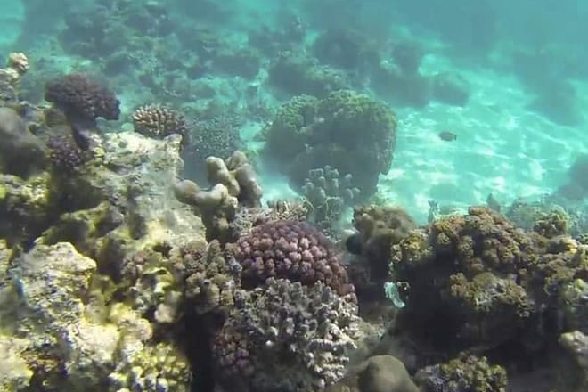Private Full-Day Cruise on Sandbank and Kwale Island photo 4