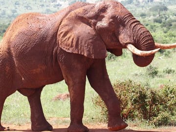 See Big 5 Tsavo East National Park