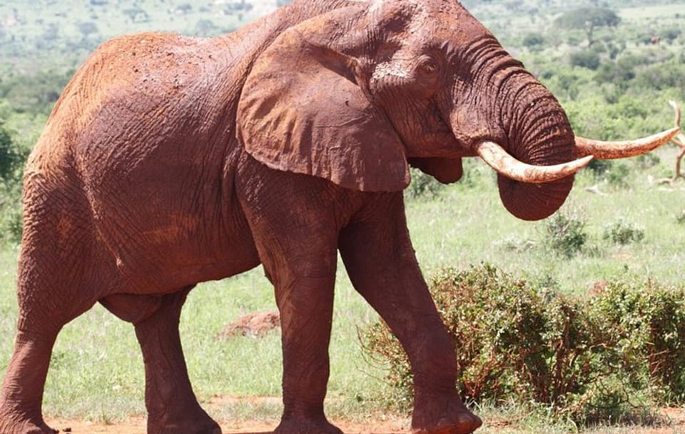3days Best of Tsavo East & Tsavo West Wildlife Safari From Mombasa