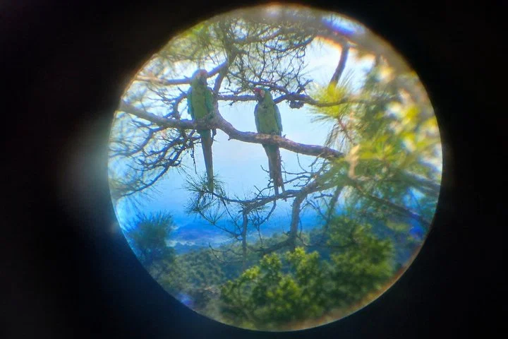 Private Macaw Birdwatching at Guacamayas Reserve with Biologist