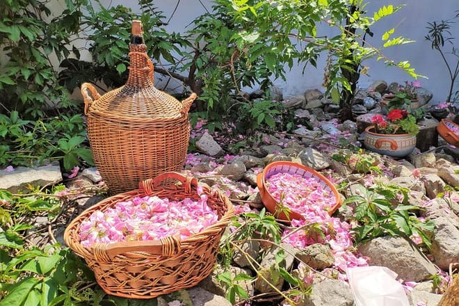 Picking Roses Workshop with Extracting Rose Oil in the Gardens of Karlovo