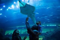 Dubai Aquarium and Underwater Zoo Admission Ticket with Options 5