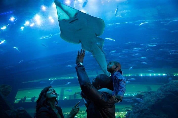 Dubai Aquarium and Underwater Zoo Admission Ticket with Options 5