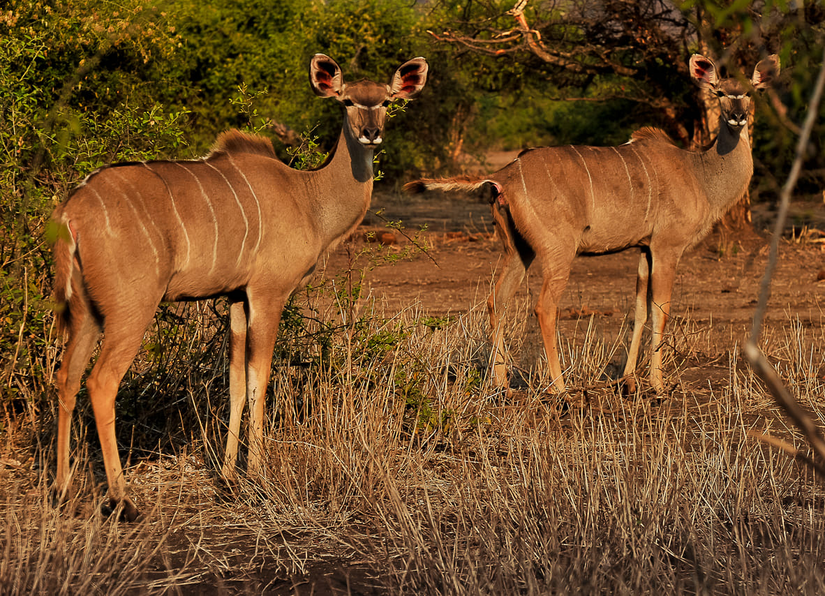 Victoria Falls Safari & Wildlife Escape 5