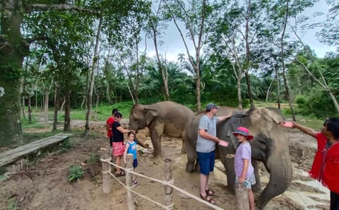 Khao Lak Elephant Sanctuary Small Group Tour with Lunch