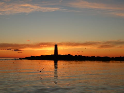 Midnight Sun Whale Watching, photo 5