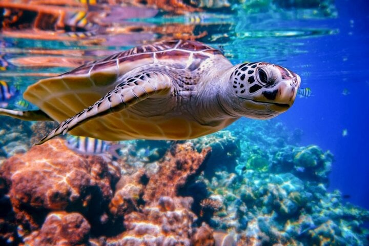 Abu Dabbab Snorkeling Trip, Explore Marine Life : Marsa Alam