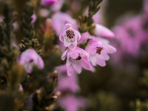 Arctic nature in the summertime, detail