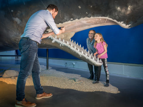 Whale Watching & Whales of Iceland Museum, photo 4