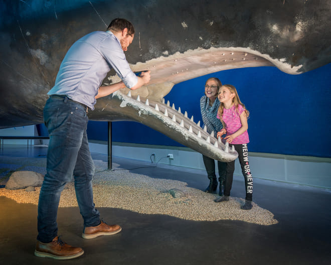 Whale Watching & Whales of Iceland Museum photo 4