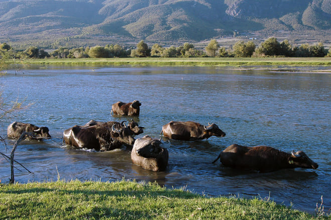 Ecotourism Escape in Lake Kerkini from Thessaloniki photo 3