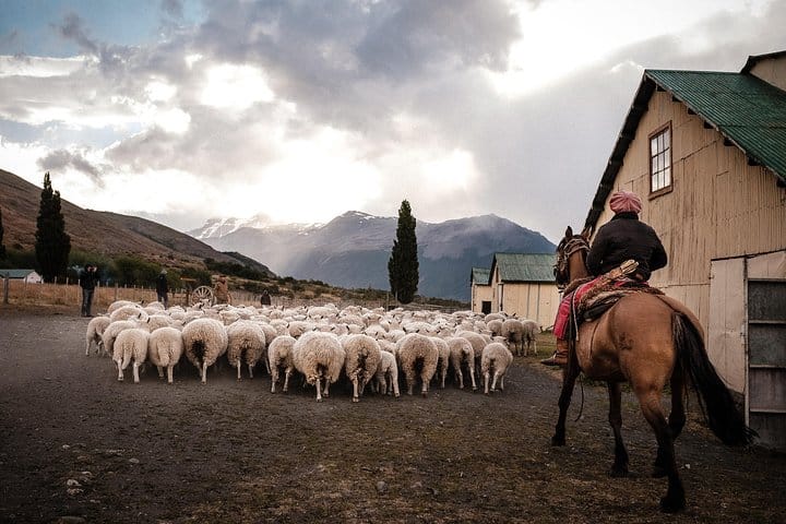 At the crack of dawn, a gaucho takes a herd of sheep to the meadow.