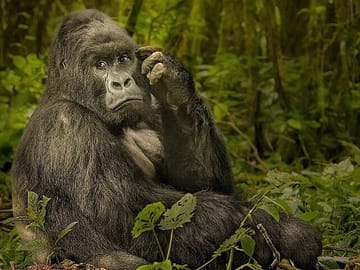 5-Day Gorilla Trekking and Safari Tour in Kampala, Uganda