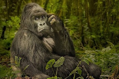 5-day African Safaris and Gorilla Treks Private Tour