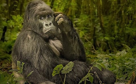 5-Day Gorilla Trekking and Safari Tour in Kampala, Uganda