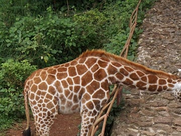 Early Nairobi Park, Elephant Orphanage and Bomas of Kenya