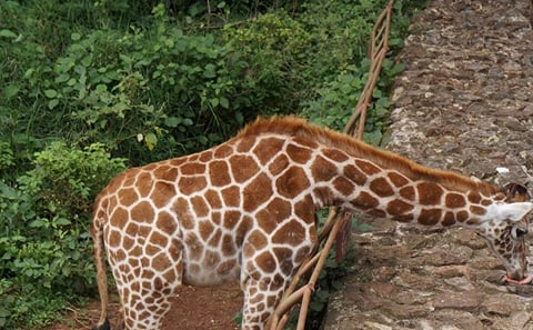 Early Nairobi Park, Elephant Orphanage and Bomas of Kenya
