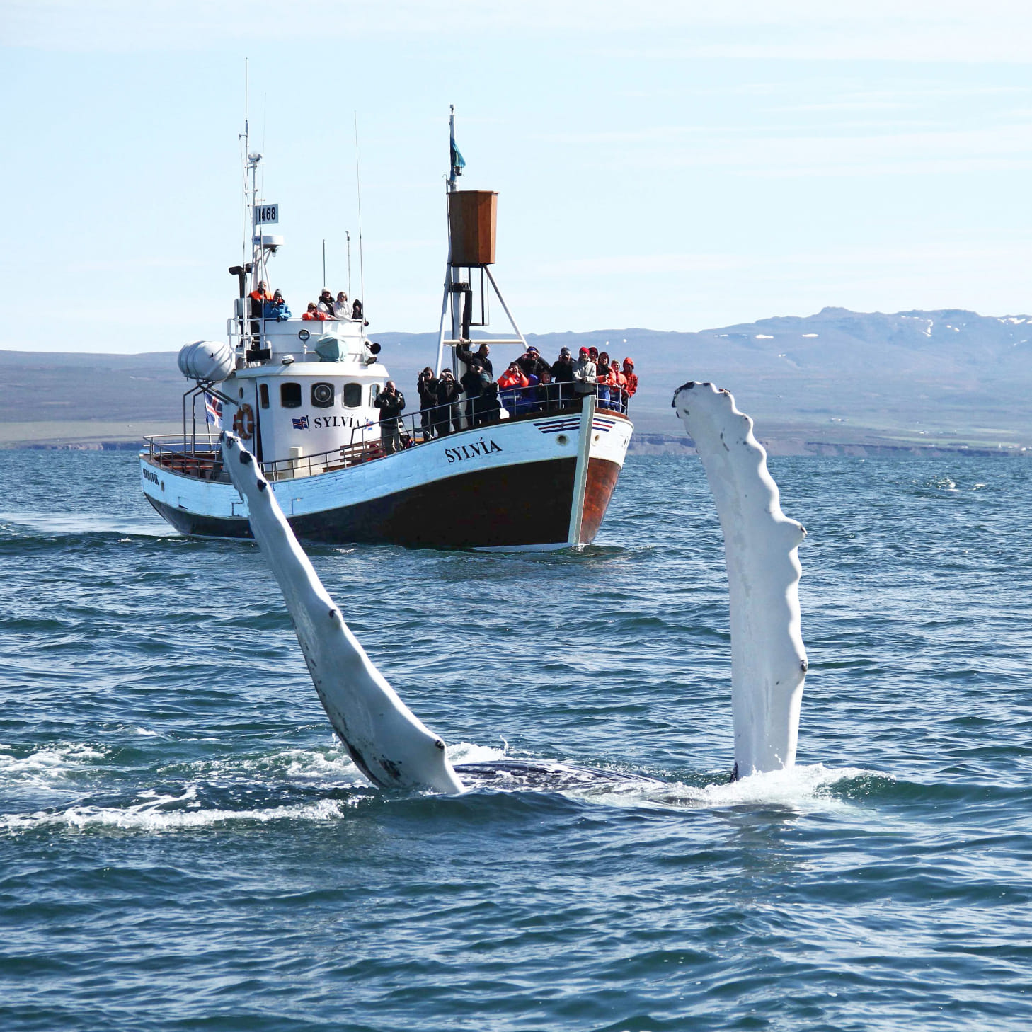 Gentle Giants Whale Watching from Husavik, Iceland - GG1 Whale Watching Tour on Traditional Oak boats with a local Family Company
