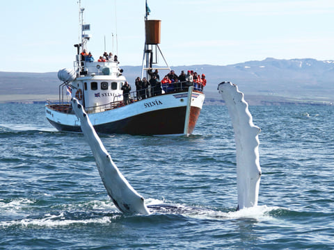 Gentle Giants Whale Watching from Husavik, Iceland - GG1 Whale Watching Tour on Traditional Oak boats with a local Family Company