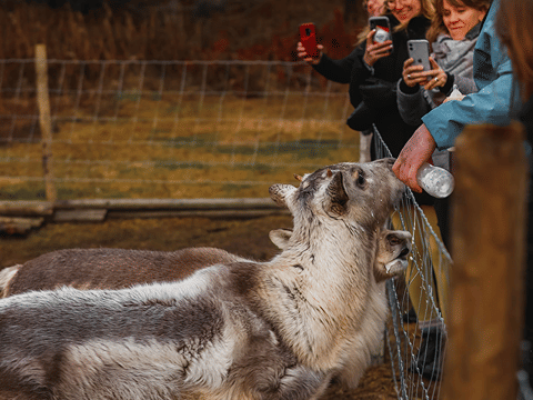From Antlers to Ancestors: East Iceland's Reindeer and History Tour, photo 9