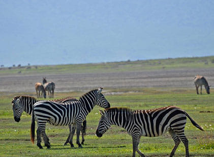 Zebras Grazing at Serengeti National Park- Tanzania