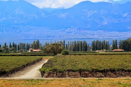 Cafayate Wine Trail Excursion: Explore Salta’s Vineyards