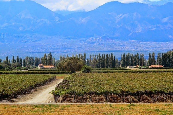 Cafayate Wine Trail Excursion: Explore Salta's Vineyards 5