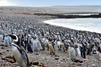 Penguin colony