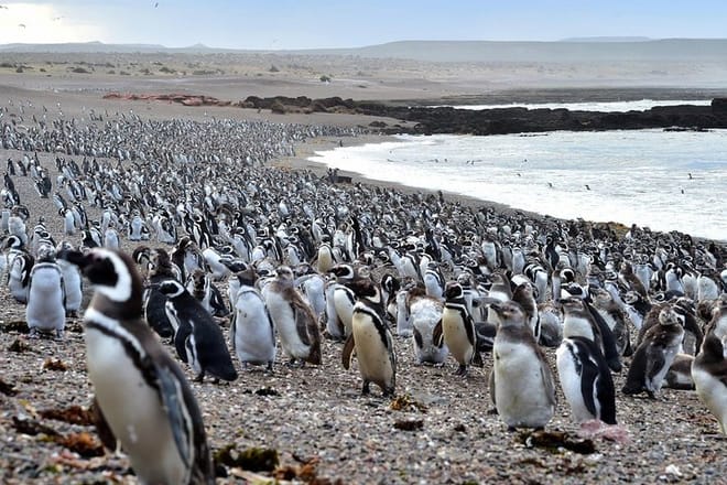 Penguin colony