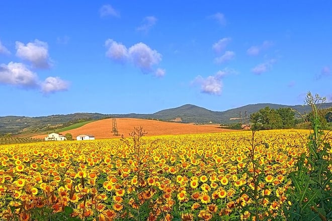 Florence–Siena Luxury Transfer via Chianti Wine Country - Photo 5