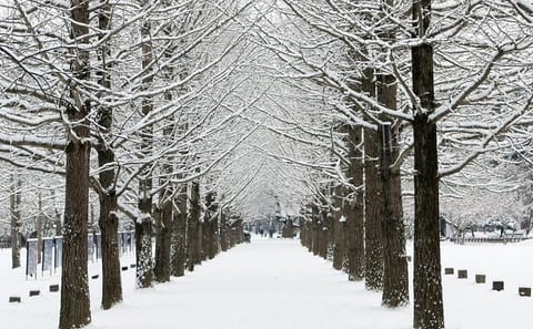 Private Tour of Nami Island, Elysian Ski Resort, and Garden of Morning Calm