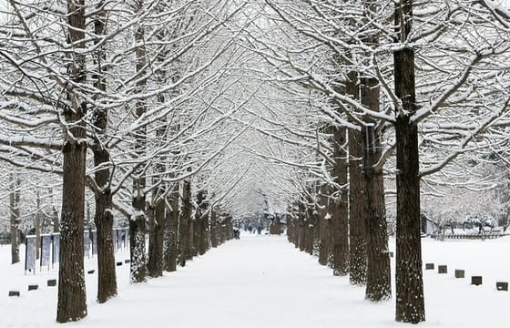 Private Nami Island, Elysian Ski and garden of morning calm Tour