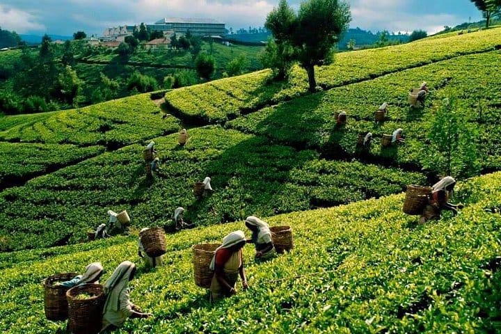 4 Days Essence Of Sri Lanka